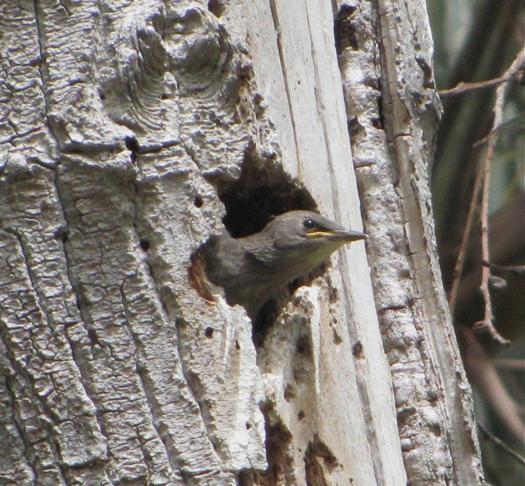 European Starling chick by Kaaren Perry is licensed under CC BY 2.0